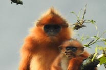 Presbytis melalophos
