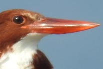 Halcyon smyrnensis