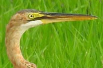 Ardea purpurea