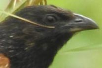 Centropus bengalensis